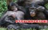 黑猩猩利用做愛來解決衝突你不知道的動物性愛冷知識