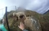 男子好心想救受困籬笆的小綿羊  但小羊獲救後的下場卻讓網友都笑了