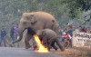 不滿大象闖入村莊  當地村民竟沿路「怒丟汽油彈」燙走大象母子
