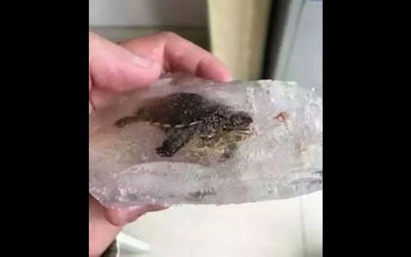網友爭相討論，這兩隻被凍成冰塊的烏龜還有救嗎？！ 