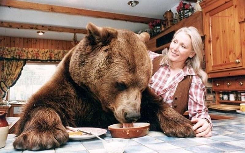 一對夫妻因為無法生育，於是養了一頭比人類還巨大的熊，把他當兒子照顧！結果．． 