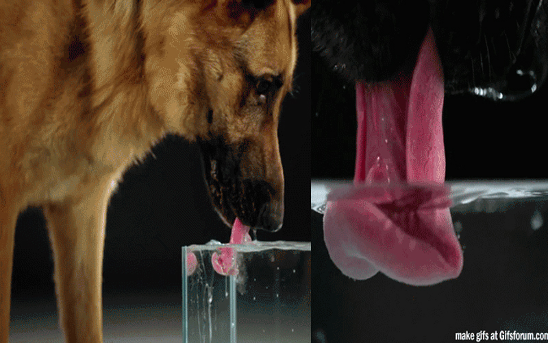 20張令人驚艷的知識圖片，原來狗狗是這樣用舌頭喝水的！ 