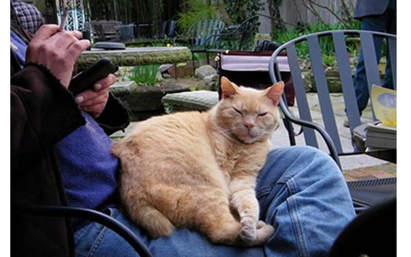 你知道貓咪為何喜歡坐在人類大腿上嗎？這些原因太溫暖太可愛了！