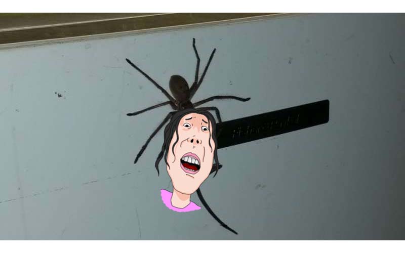 國外的蜘蛛就是狂！居民在家中發現蜘蛛竟拖咬著比自己大的老鼠行走，根本像猛獸一樣啊！