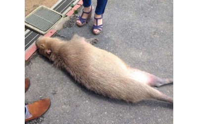 民眾被一隻倒在路邊的巨大老鼠給嚇死了  就近一看才發現原來是隻水豚，而且牠竟然．．．