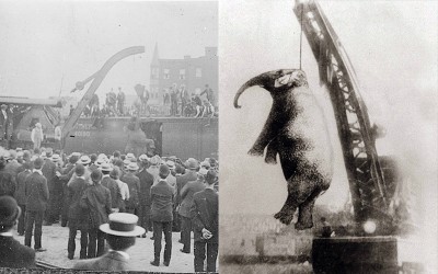 這隻大象「瑪莉」受不了被長期虐待失控把馴獸師活活踩死，結果2500人笑著看牠被這樣絞死