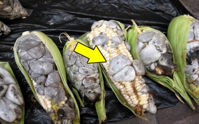 玉米長了這種「超詭異腫瘤」怎麼辦專家：不只能吃，還能賣