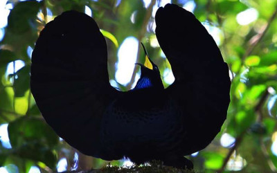 號稱全世界最黑 : 天堂鳥羽毛「能吸收99.5％光線」   仔細瞧它「全身黑得發亮」可謂奇珍異獸