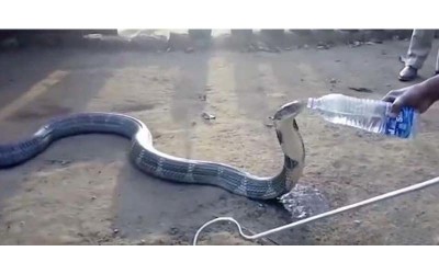 一條3.6公尺長劇毒眼鏡蛇王到村莊找人類討水喝，餵水給牠喝的模樣突然覺得好萌喔