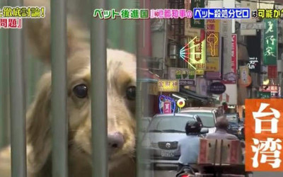 日本節目談「台灣狗狗繁殖場」殘忍真相，母狗下場很悽慘
