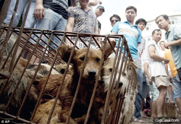 中國政府已經規定玉林只有狗肉節才能殺狗貓，但志工突擊檢查聽到狗肉販對他說的話都氣到流淚了...
