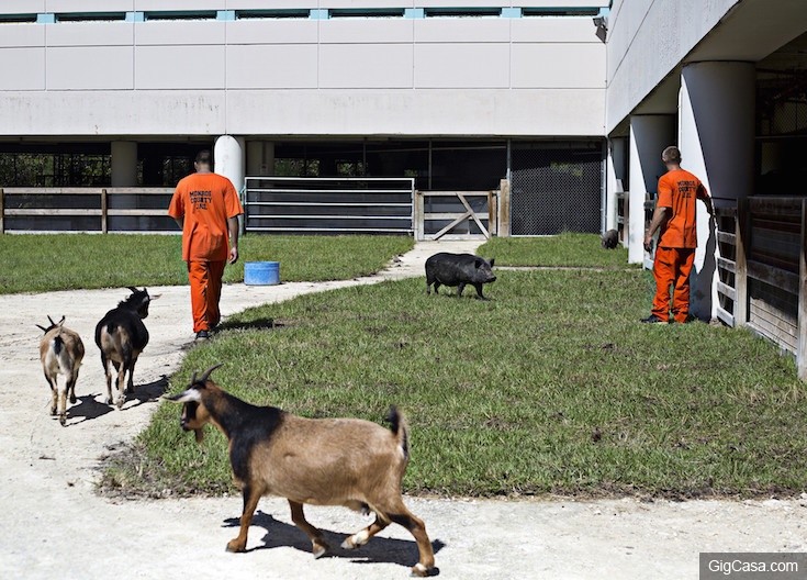 這間監獄竟然將「被虐待遺棄的動物們」交給監獄裡的重刑犯照顧，沒想到兩個月後囚犯跟動物們竟然...太震驚了！