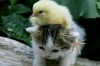 可愛小雞與小貓。