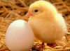 這顆是史上最滋補的雞蛋，你也要來一顆嗎