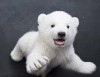 北極熊。