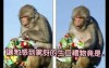 動物園替小猴子慶生，並送了個讓牠感到非常驚訝的生日禮物．．．．ＸＤ