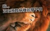 《科學小知識》在非洲西部的獅子們，已經逐漸頻臨絕種‧‧‧