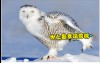 世上最幸福雪鴞，笑得眼睛瞇成月牙彎～