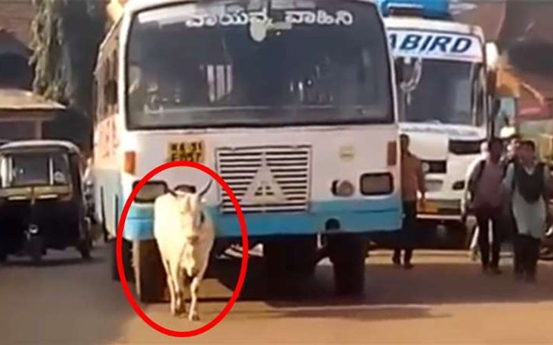 這頭母牛４年以來，每天都會到一樣的地方用身體阻擋這輛公車，背後的原因令人痛心＆＃8230;