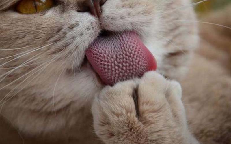 為什麼被貓咪舔會刺刺的呢？實拍貓咪舌頭上的密集倒刺，原來這些倒刺的功用可大著呢！