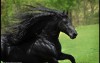 全世界最帥的黑馬《弗里斯馬》  這根本就是魔王BOSS會騎的帥氣黑馬阿