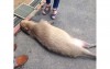 民眾被一隻倒在路邊的巨大老鼠給嚇死了  就近一看才發現原來是隻水豚，而且牠竟然．．．