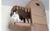 貓奴為了家中主子自己動手做了「超豪華五星級紙箱城堡」認真覺得主人真的太強了