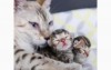 豹貓媽媽緊緊抱著兩隻豹貓寶寶，因為這兩隻之前的小寶寶都被賣掉了