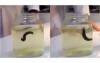 把水蛭放進「香菸水」裡做實驗…結果水蛭竟劇烈扭動下場讓人頭皮發麻  （圖+影）