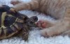 小烏龜太迷戀貓咪的肉球，竟趁牠睡著時興奮狂舔還想咬一口  （影片）