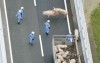 日本19隻豬集體跳車逃亡5小時，其中一隻發現死定後「乾脆直接在高速公路來一砲」