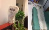 貓貓生病被帶到醫院照X光，沒想到這檢查的照片ＰＯ到網上後笑翻一堆網友