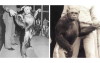「人猩混種」百年前就成功  科學家看到結果太過害怕 決定直接殺死他⋯