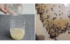 神人分享簡單DIY驅蚊液「成分安全效果顯著」  一覺醒來地上都是蚊子屍體