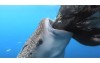 海中吃到飽聰明鯨鯊發現「捕魚網有洞」立刻狂吸  模樣超療癒