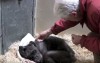 這隻黑猩猩在臨終前不吃不喝  但一見到「老朋友」後馬上暖心擁抱他