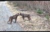 路上遇到兩隻野生山貓在吵架，叫聲根本邪教儀式  網友「太魔性了  」