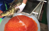 徒手幫一大盆鮭魚卵「人工授孕」 日本復育鮭魚方式大公開！