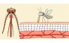 「蚊子不看血型只聞味道」 告訴你蚊子為什麼「總是只叮你」的原因！不想被叮就趕快改掉