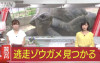 日本巨龜逃脫「動物園懸賞50萬」結果半個月後「找到牠的地點」讓大家都嘴角失守了