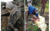 印尼男子河邊解放竟遭4公尺巨鱷生吞，村民將鱷魚剖肚驚見「破碎衣物+人骨殘骸」
