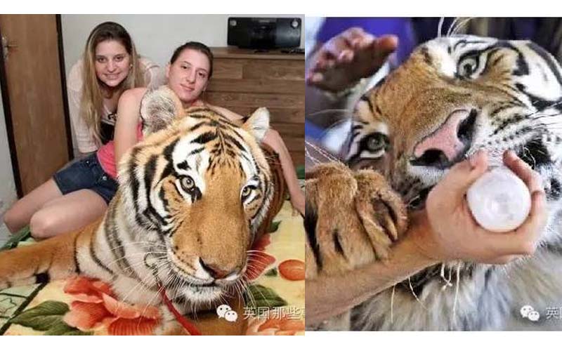 「世界上最愛老虎的一家人」他從馬戲團救出兩隻大老虎後就一路生活到生了一堆老虎寶寶！