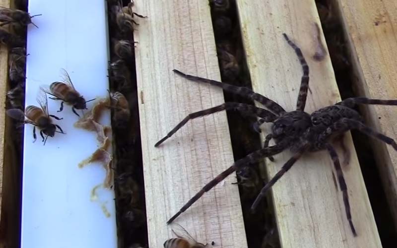 這隻狂妄的大蜘蛛以為闖巢就能飽餐一頓，結果沒想到．．自己被吃的灰塵都不剩！！