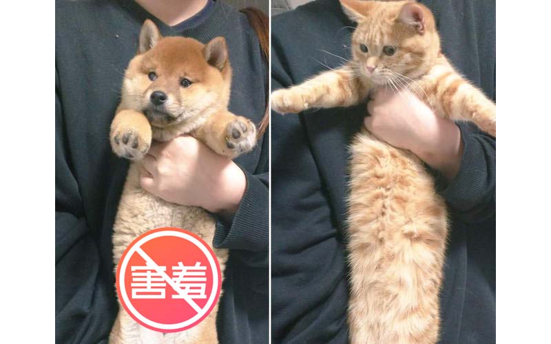 到底是柴犬長還是貓主子身體長呢？！貓貓伸長的樣子讓網友驚呆了！！
