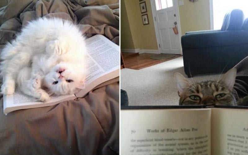 「老子就是不準你看書！」這些貓貓百般阻礙你閱讀，卻露出一副「你怎麼不繼續看了」的臉！