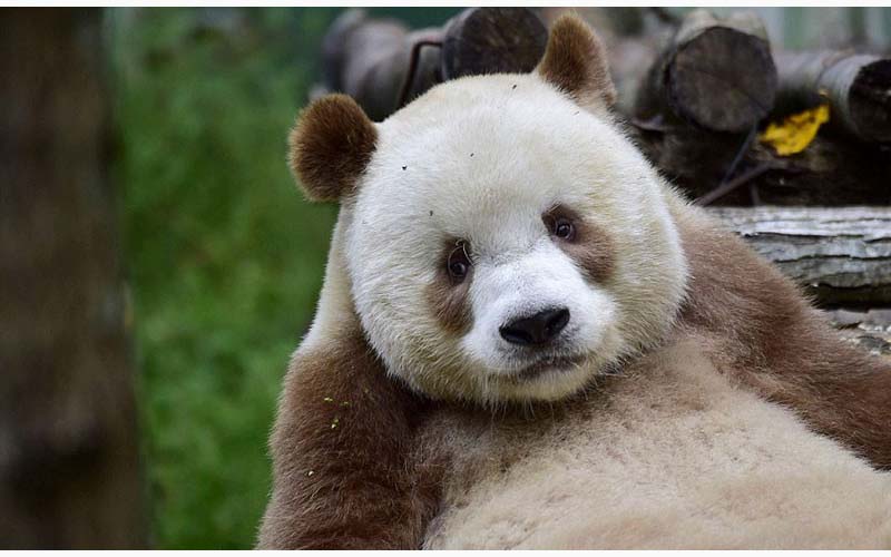 牠是世界上唯一的棕色熊貓，也因毛色跟大家不同而遭媽媽及同伴遺棄欺負，但現在牠可是過得很幸福呢！