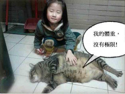 突破體重極限的貓。