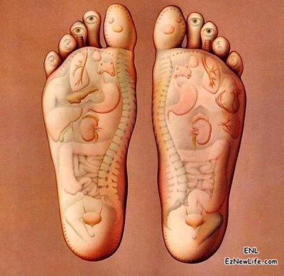 腳底穴道代表的器官。