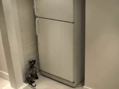 貓咪自己開冰箱找東西吃。
