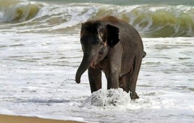 大象愛玩水。
